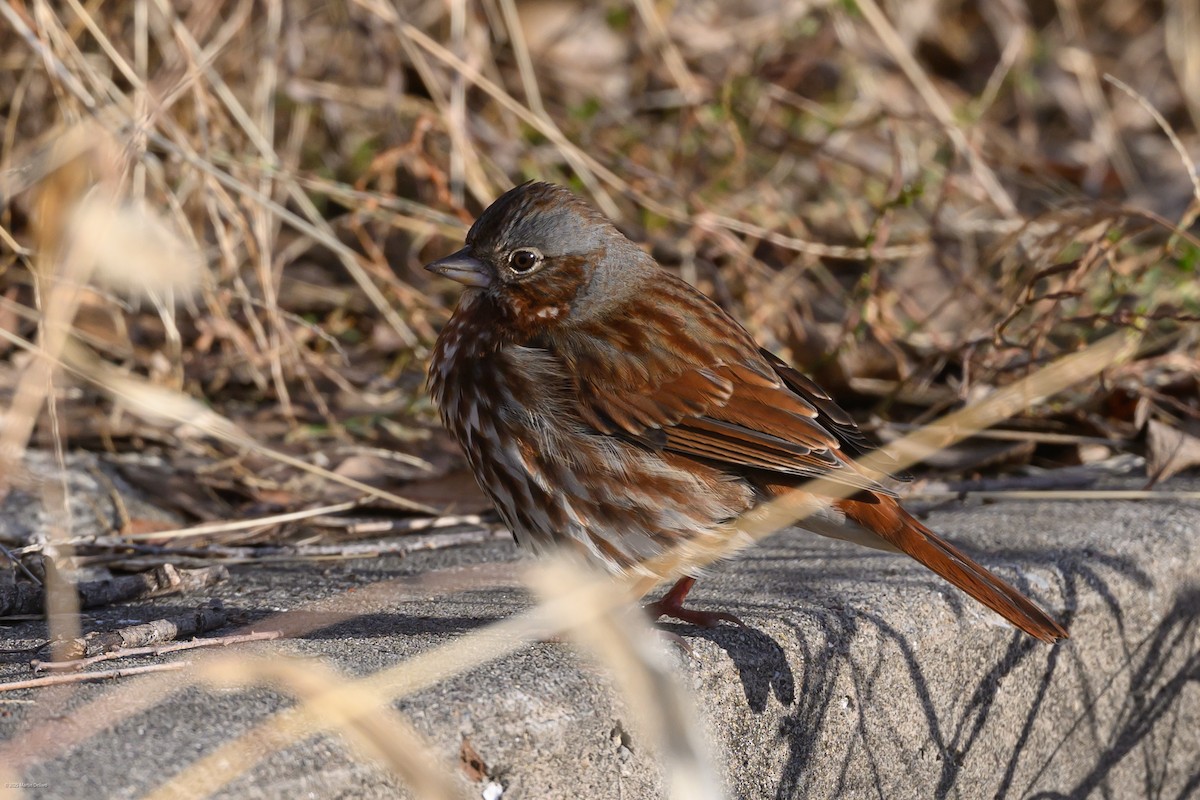 Пасовник рябогрудий (підвид iliaca/zaboria) - ML647335382