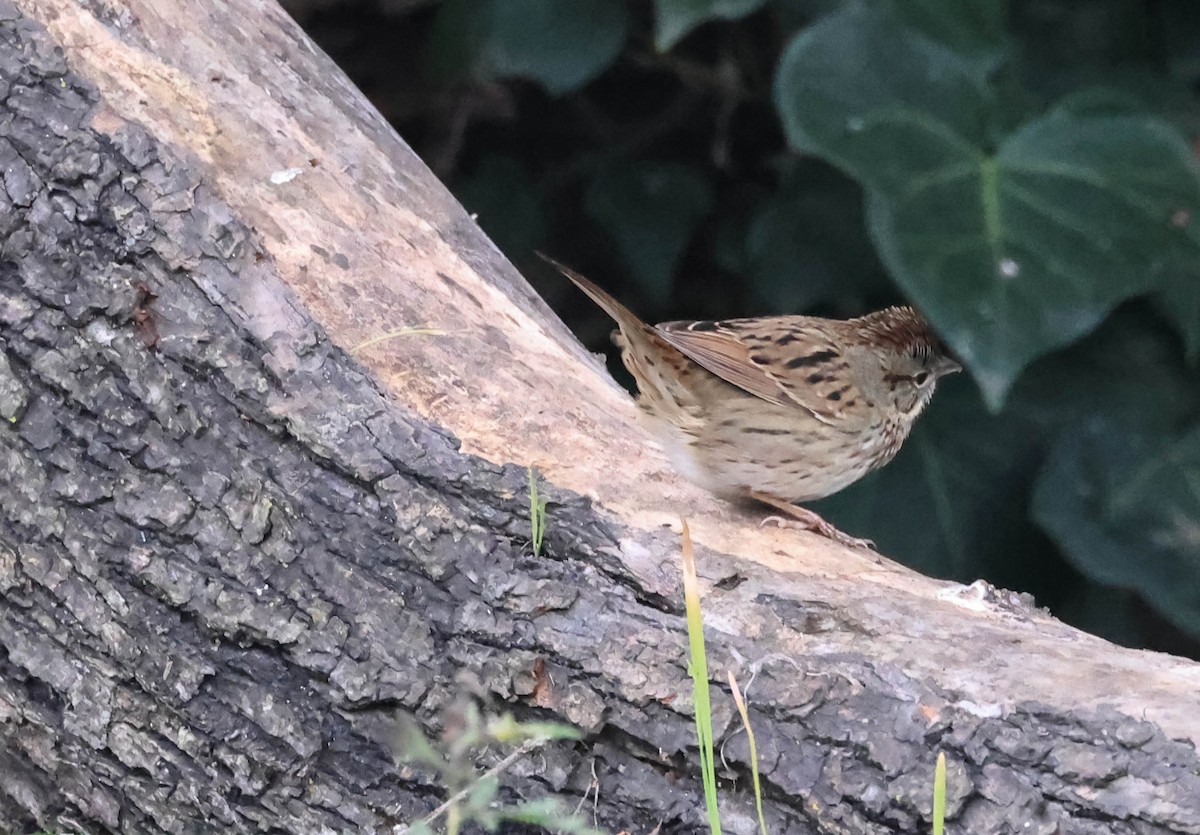 Lincoln's Sparrow - ML647335385