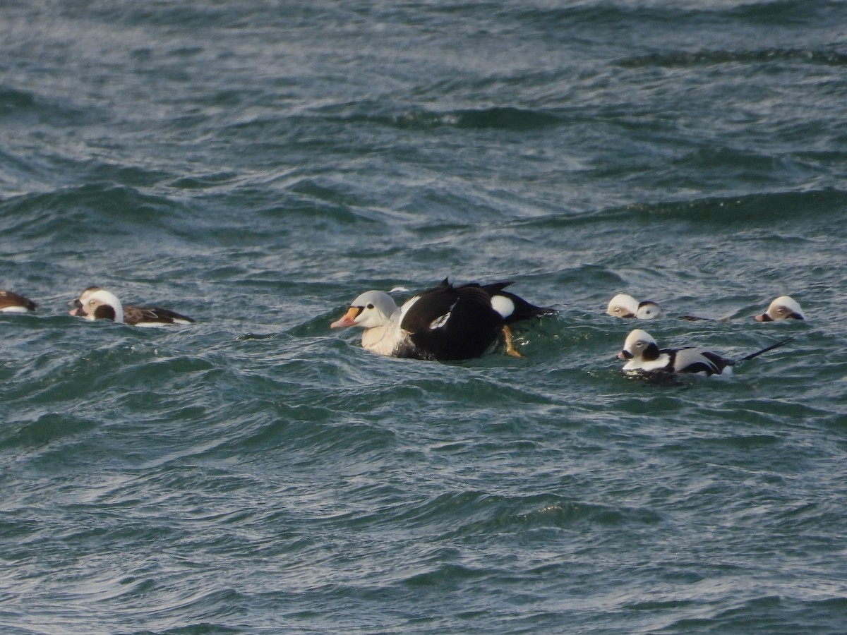 Re degli edredoni - ML647335386