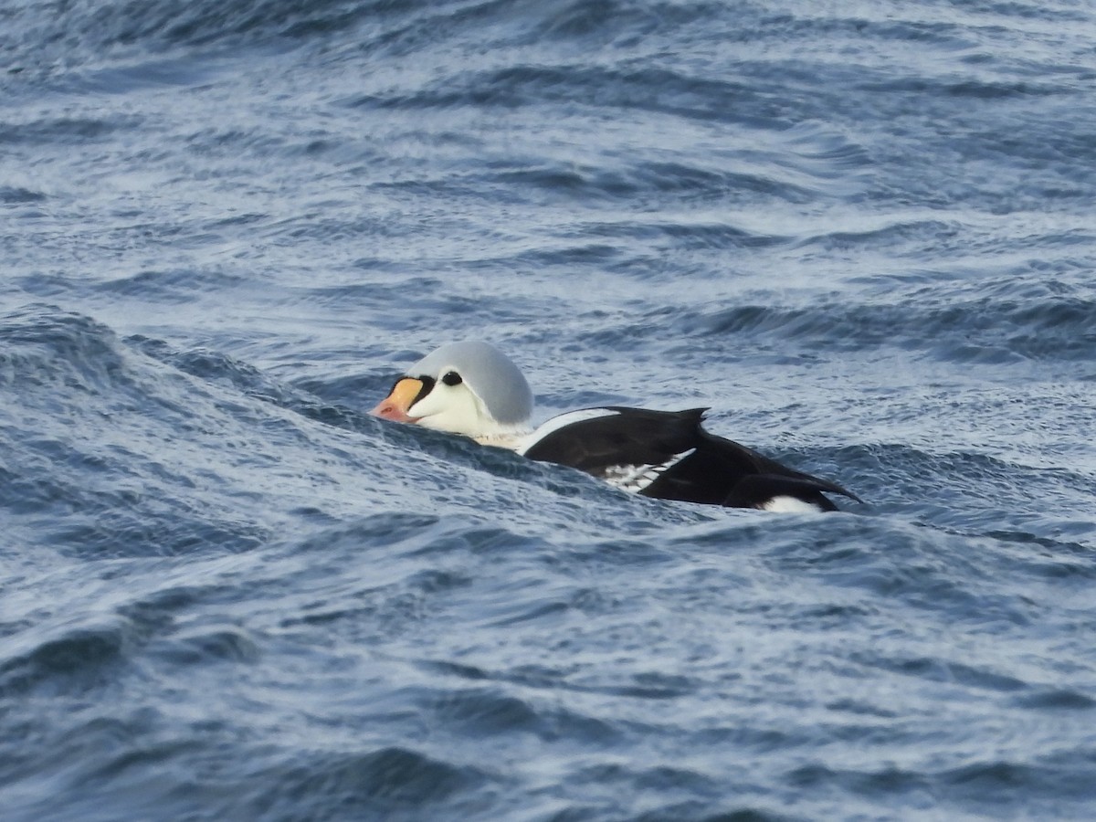 Re degli edredoni - ML647335387