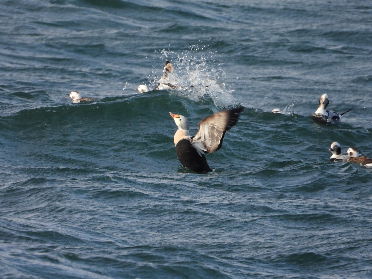 Re degli edredoni - ML647335388