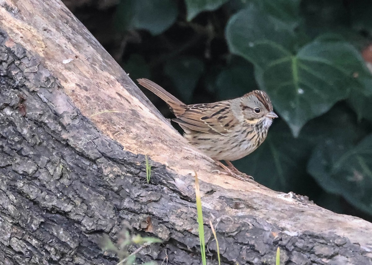Lincoln's Sparrow - ML647335389
