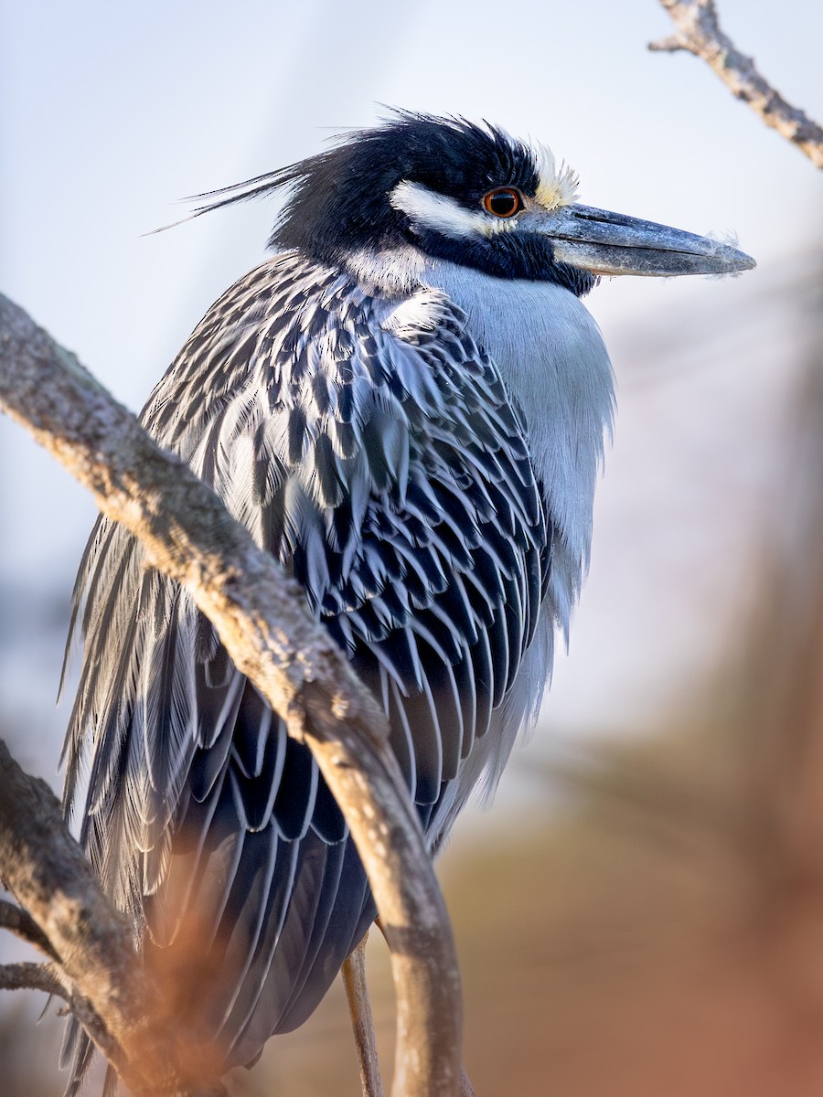 Yellow-crowned Night Heron - ML647335395