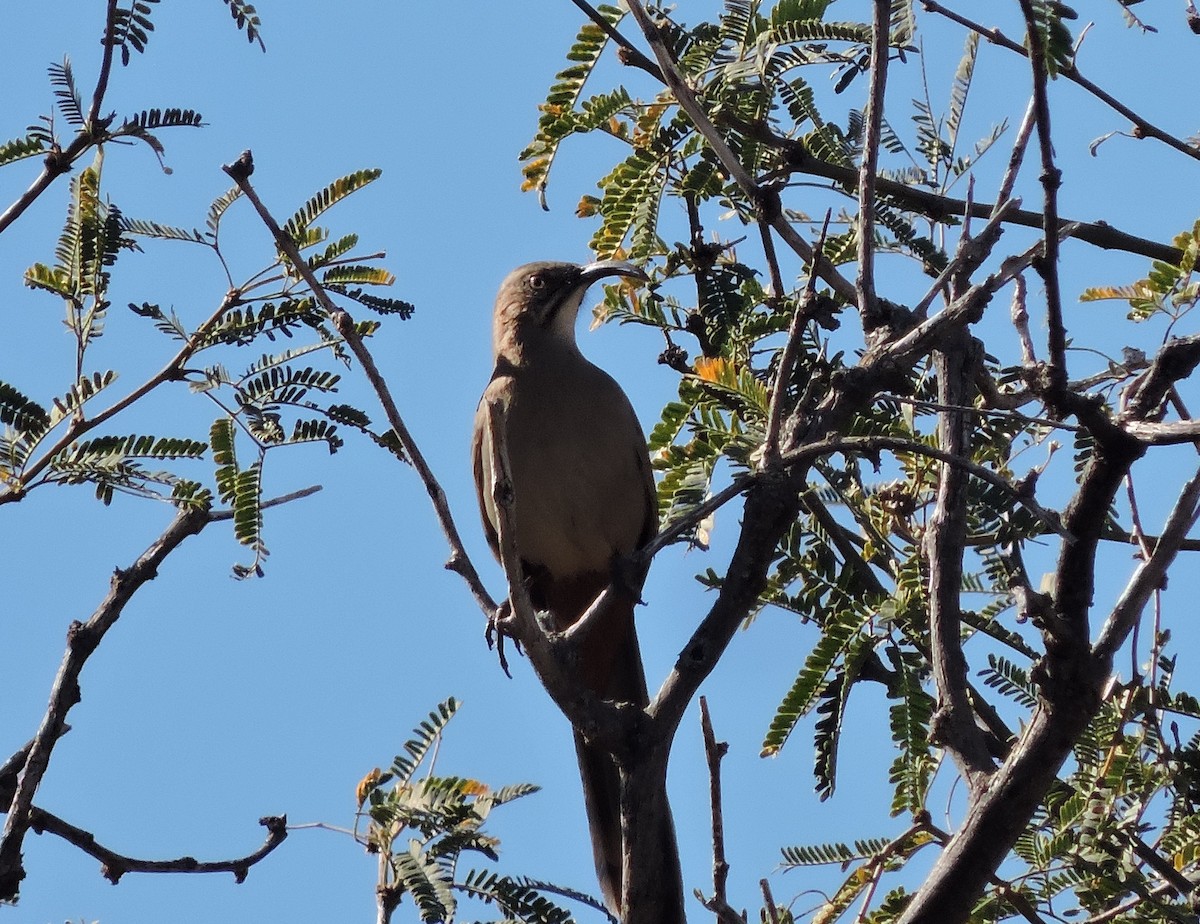 Crissal Thrasher - ML647335407