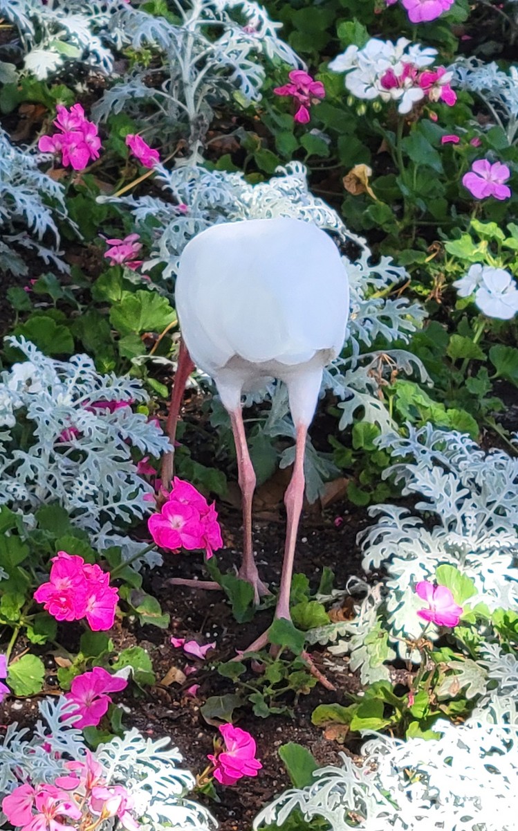 White Ibis - ML647335411