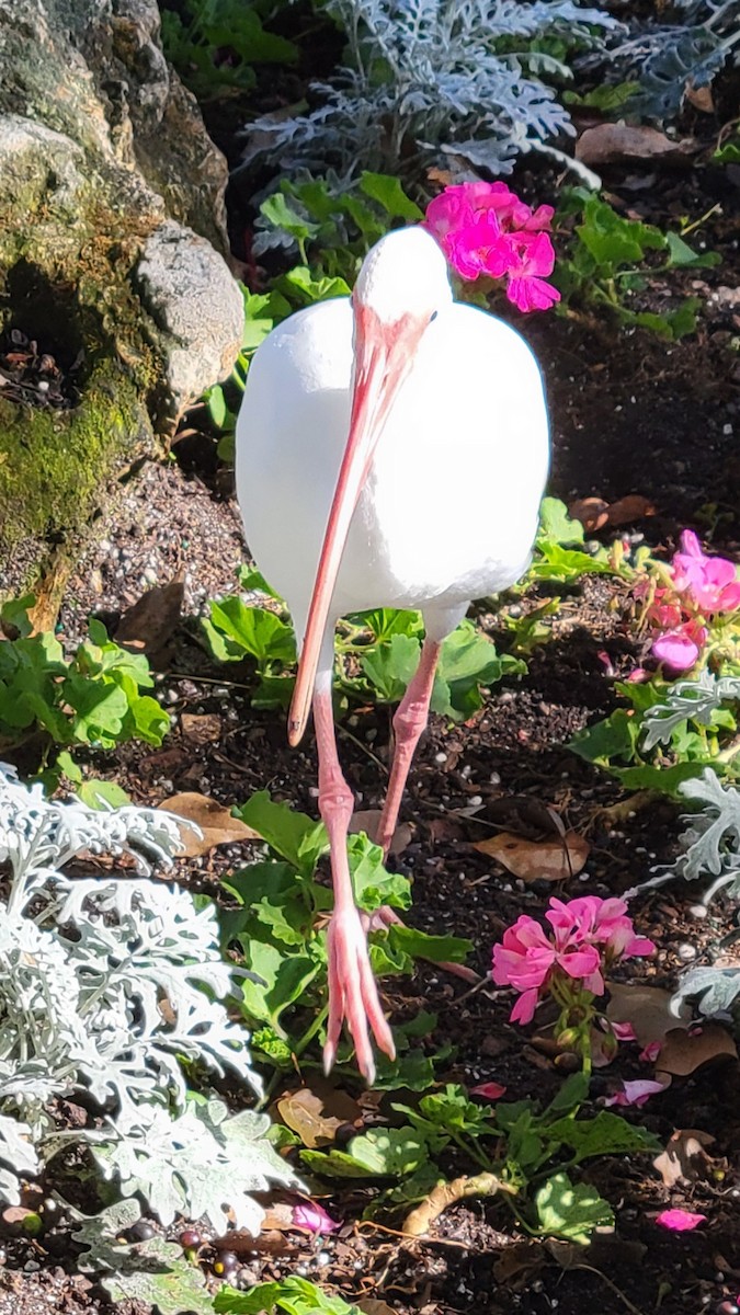 White Ibis - ML647335412