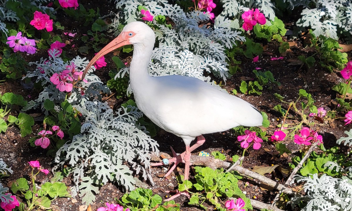 White Ibis - ML647335413