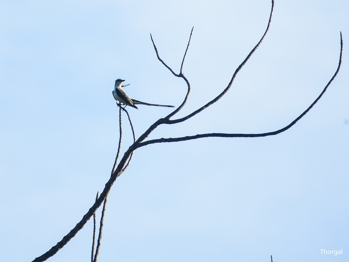 Scissor-tailed Flycatcher - ML647335414