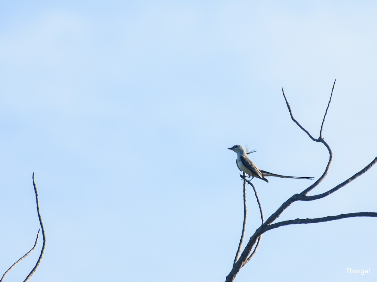 Scissor-tailed Flycatcher - ML647335415