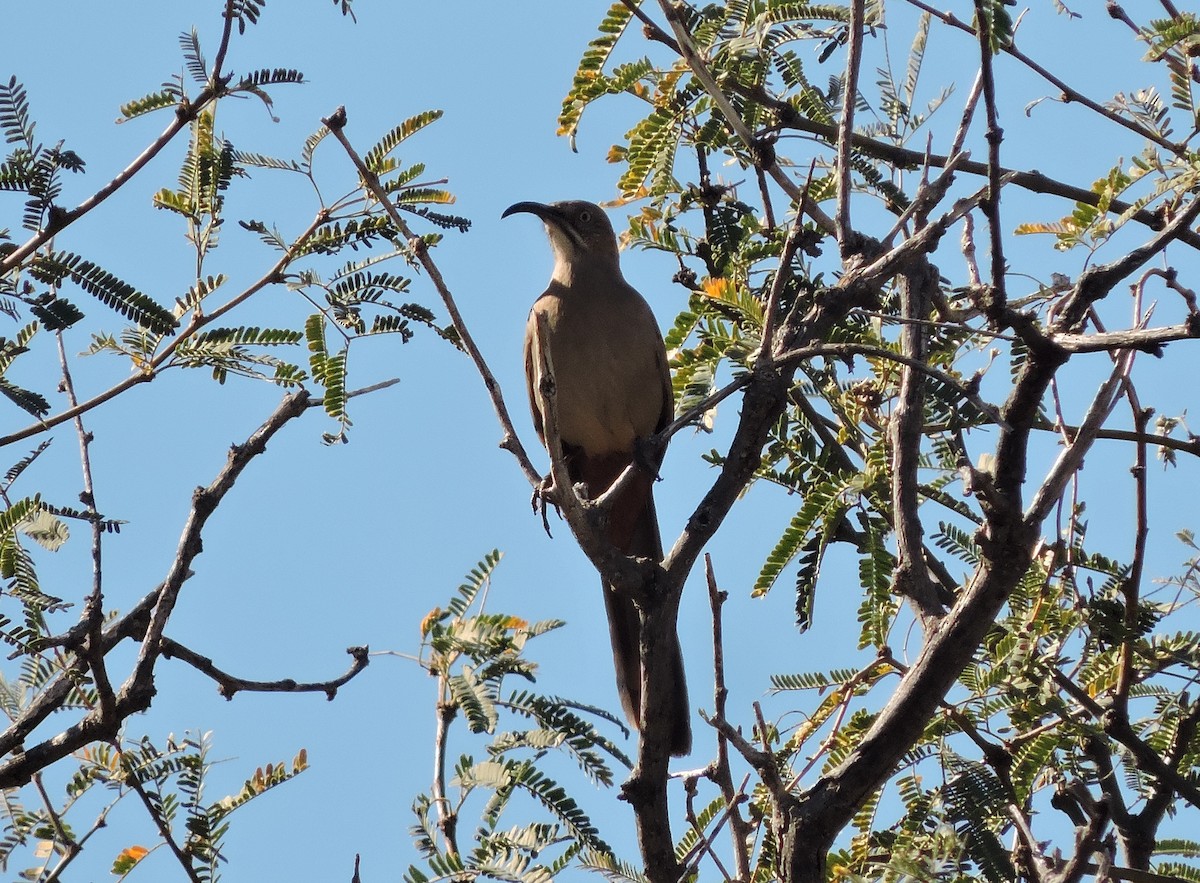 Crissal Thrasher - ML647335419