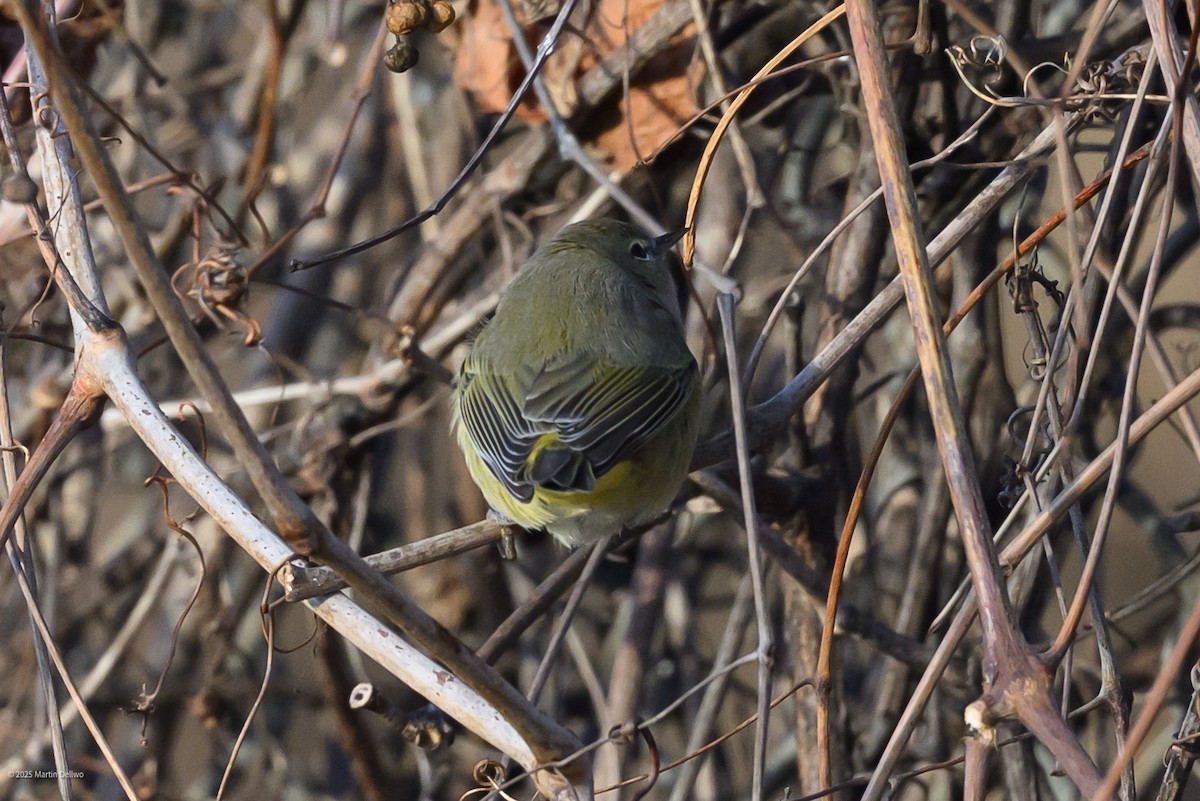 Червоїд оливковий - ML647335420