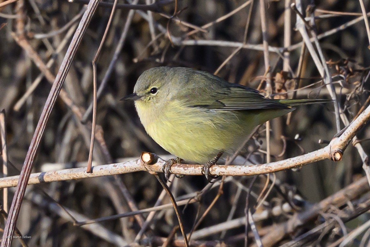 Червоїд оливковий - ML647335421
