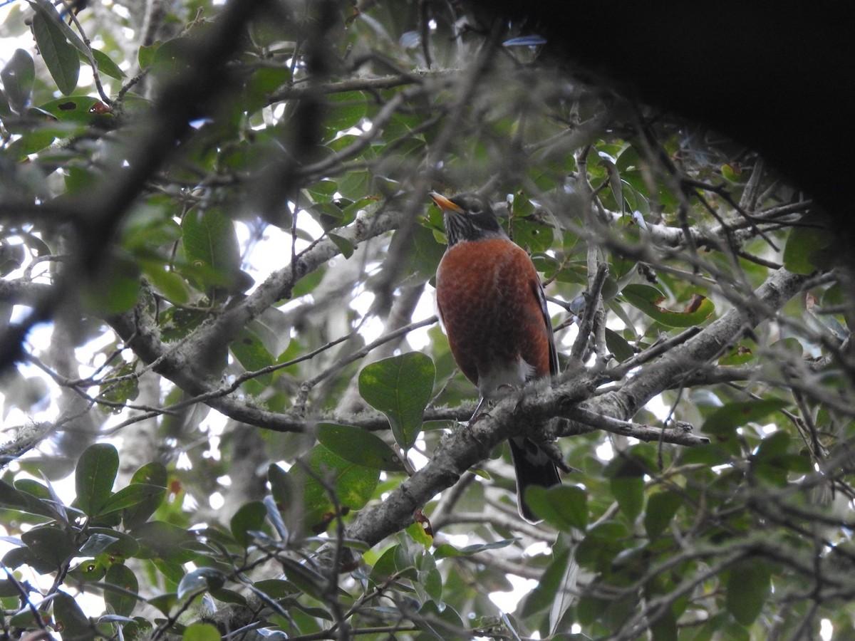 American Robin - ML647335427