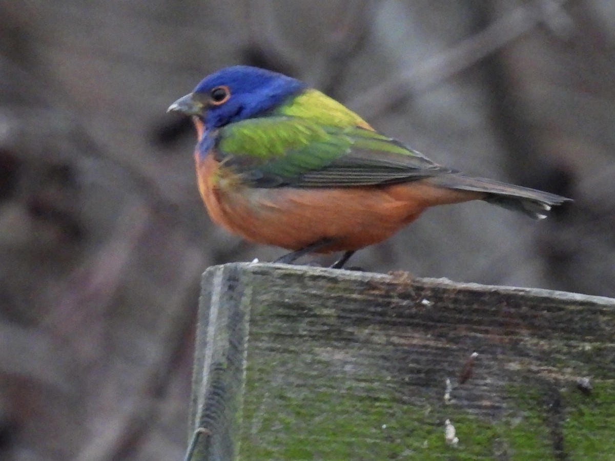 Painted Bunting - ML647335432