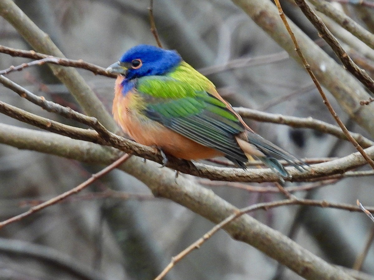Painted Bunting - ML647335433