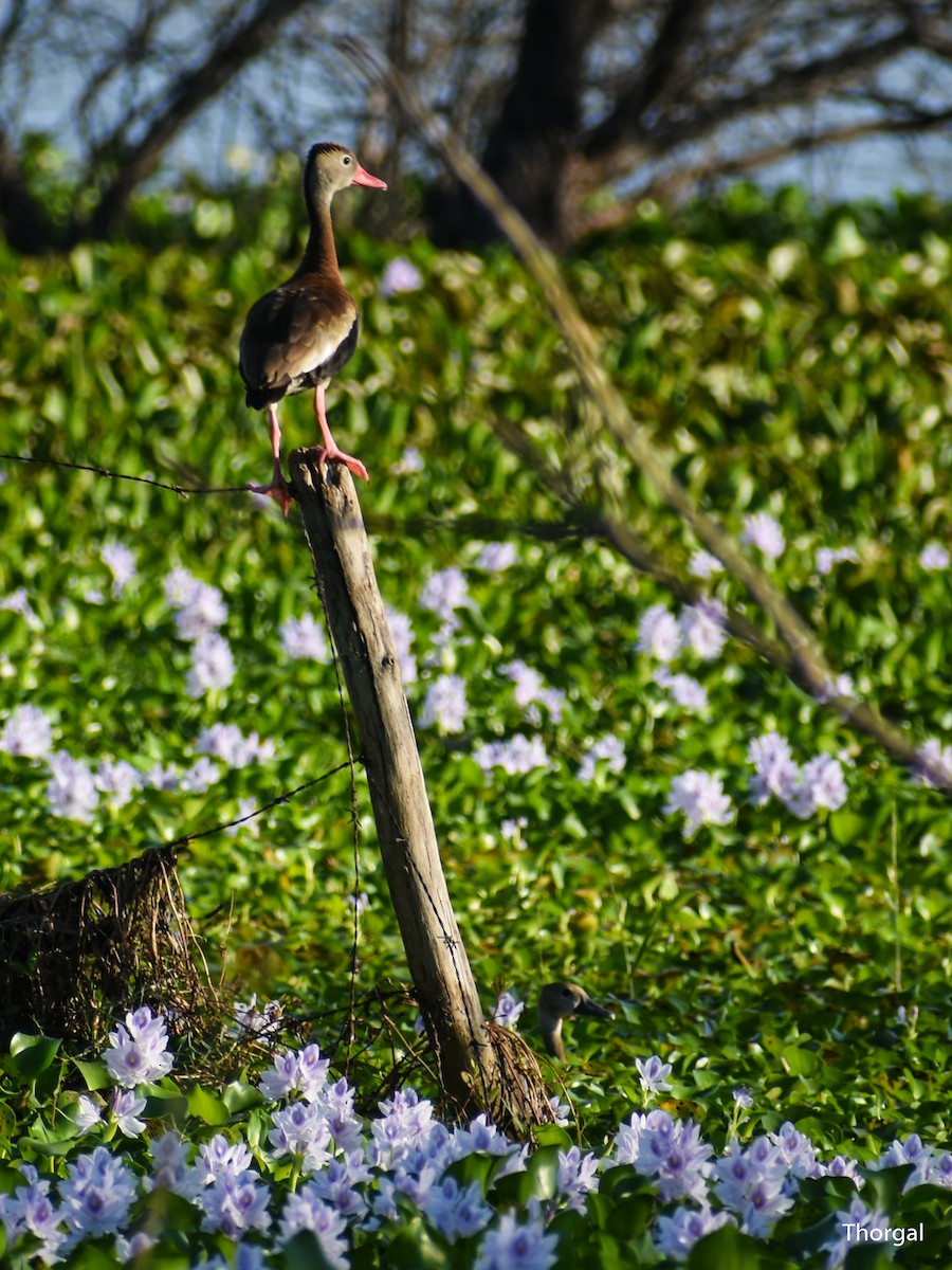 Dendrocigna beccorosso - ML647335438