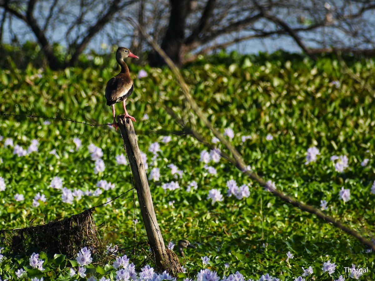 Dendrocigna beccorosso - ML647335439