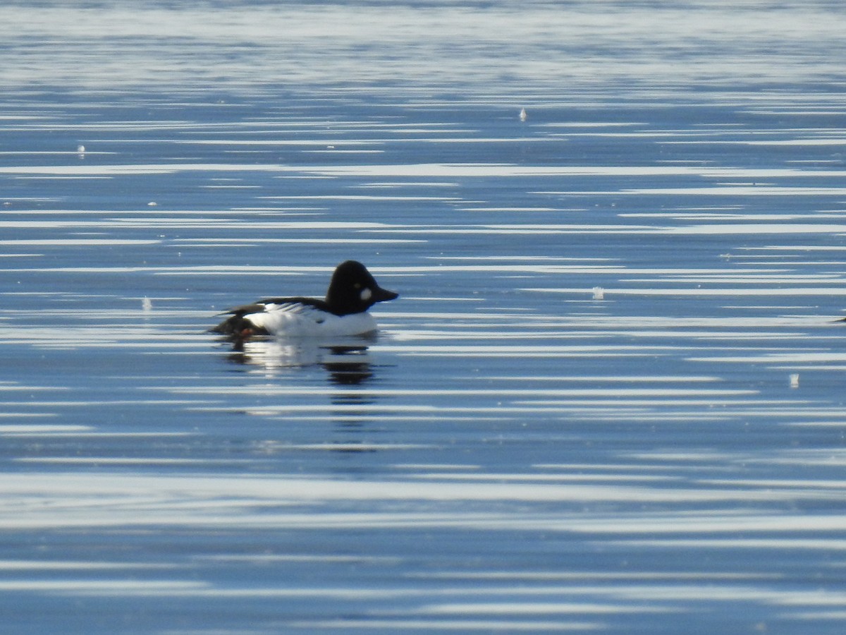 hohol severní - ML647335443