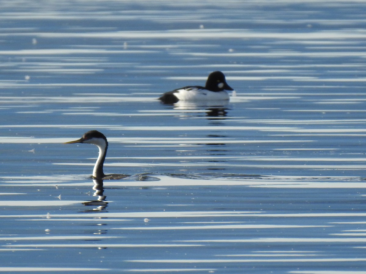 potápka západní - ML647335447