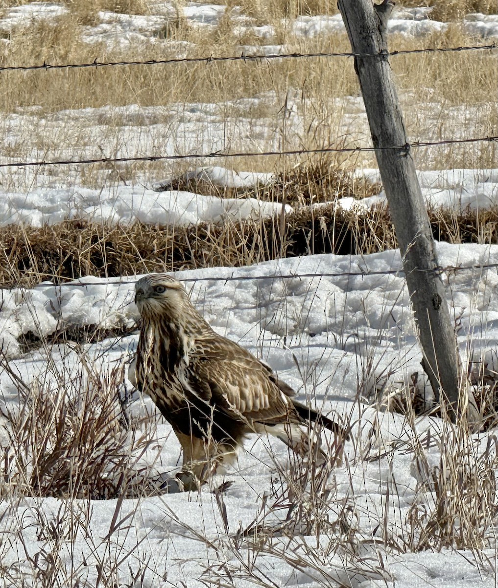 毛足鵟 - ML647335455