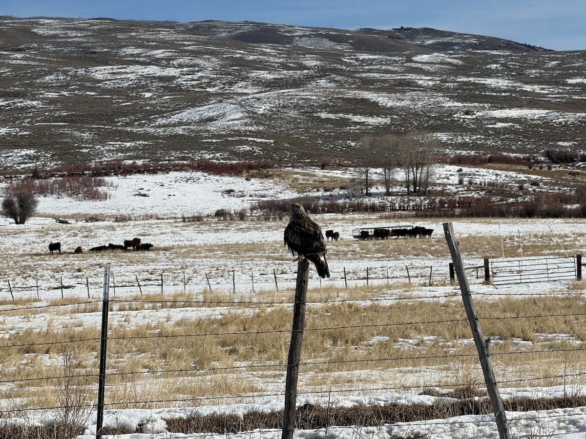 毛足鵟 - ML647335456