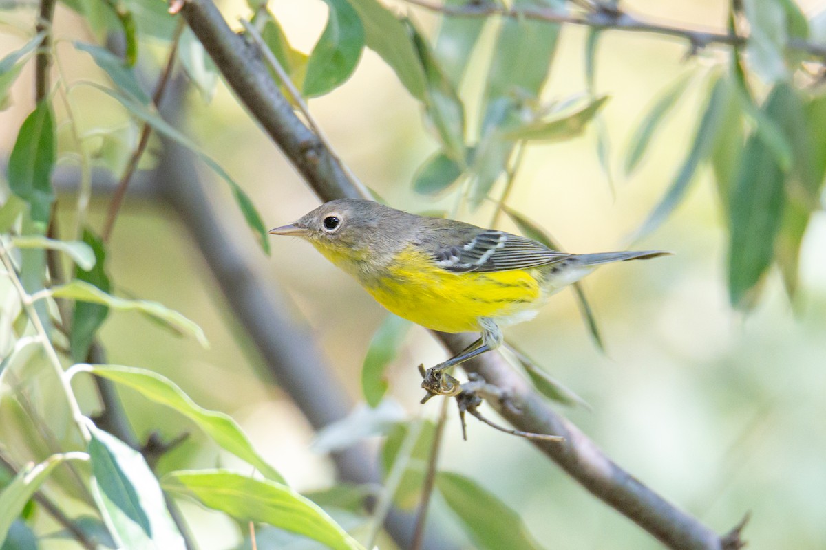 Magnolia Warbler - ML647335460