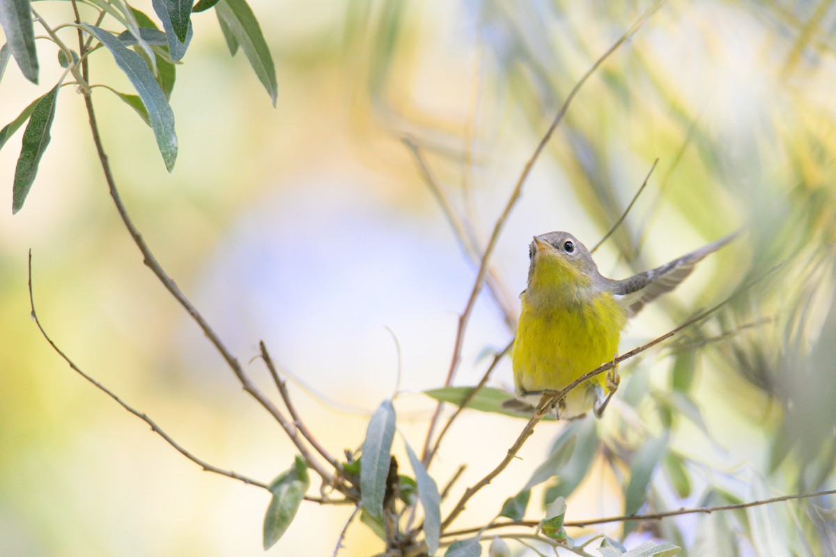 Magnolia Warbler - ML647335461