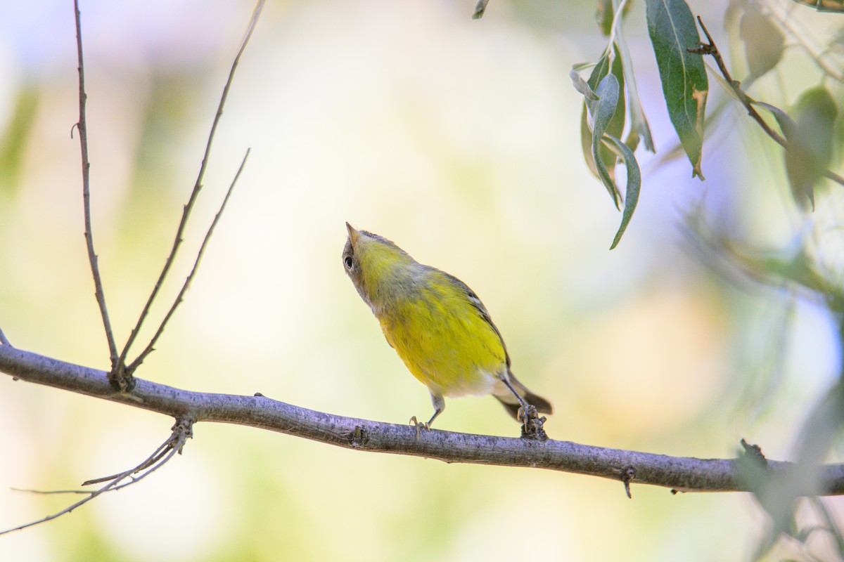 Magnolia Warbler - ML647335462