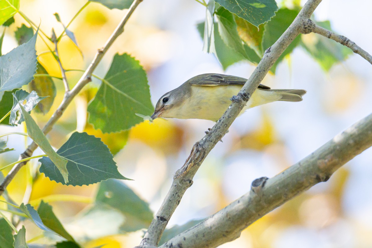 Eastern Warbling Vireo - ML647335467
