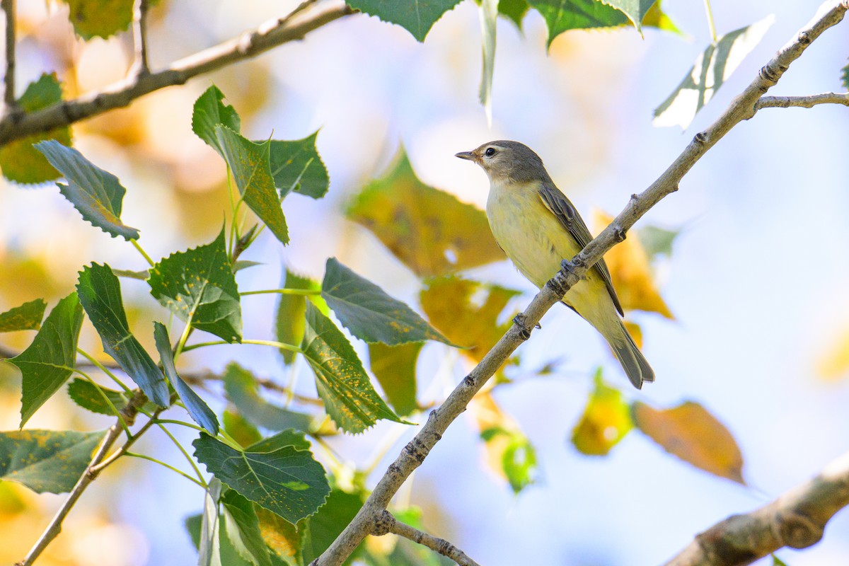 Eastern Warbling Vireo - ML647335468