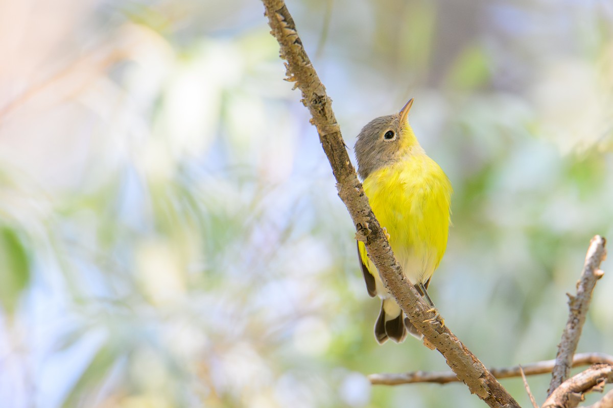 Magnolia Warbler - ML647335472