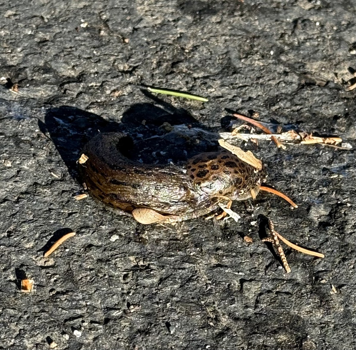 Striped Garden Slug - ML647335477