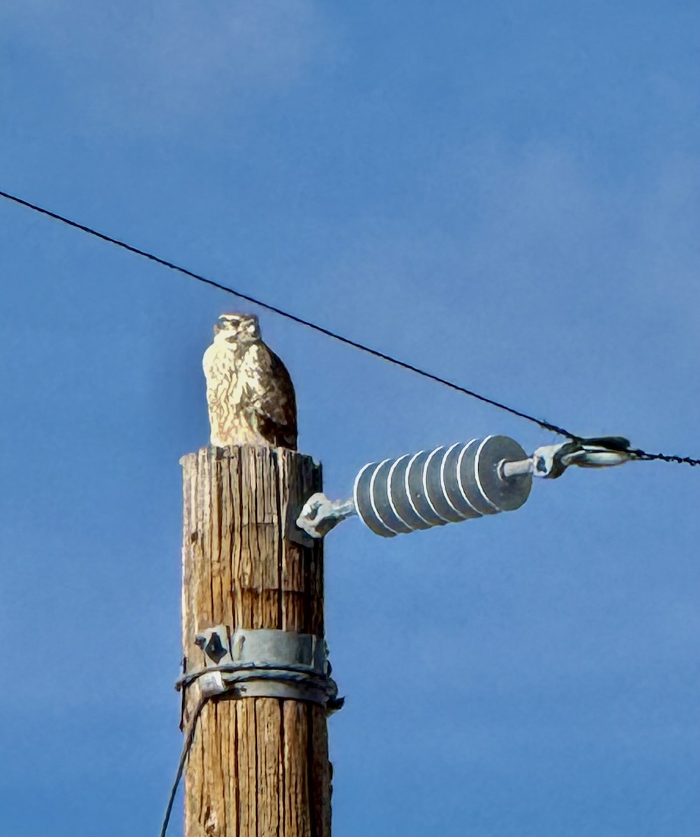 Prairie Falcon - ML647335484