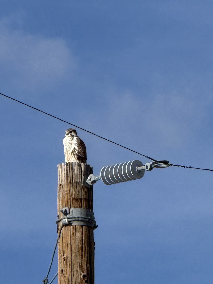 Prairie Falcon - ML647335485