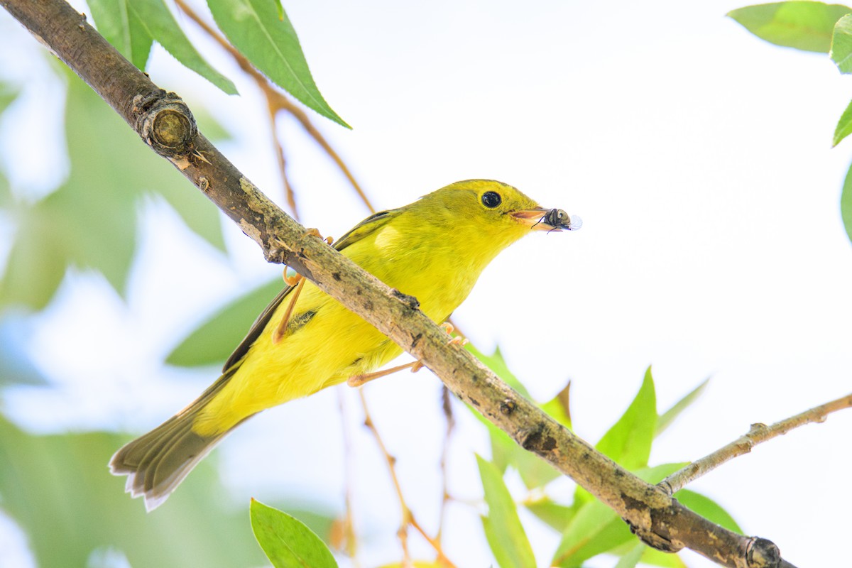 Wilson's Warbler - ML647335496