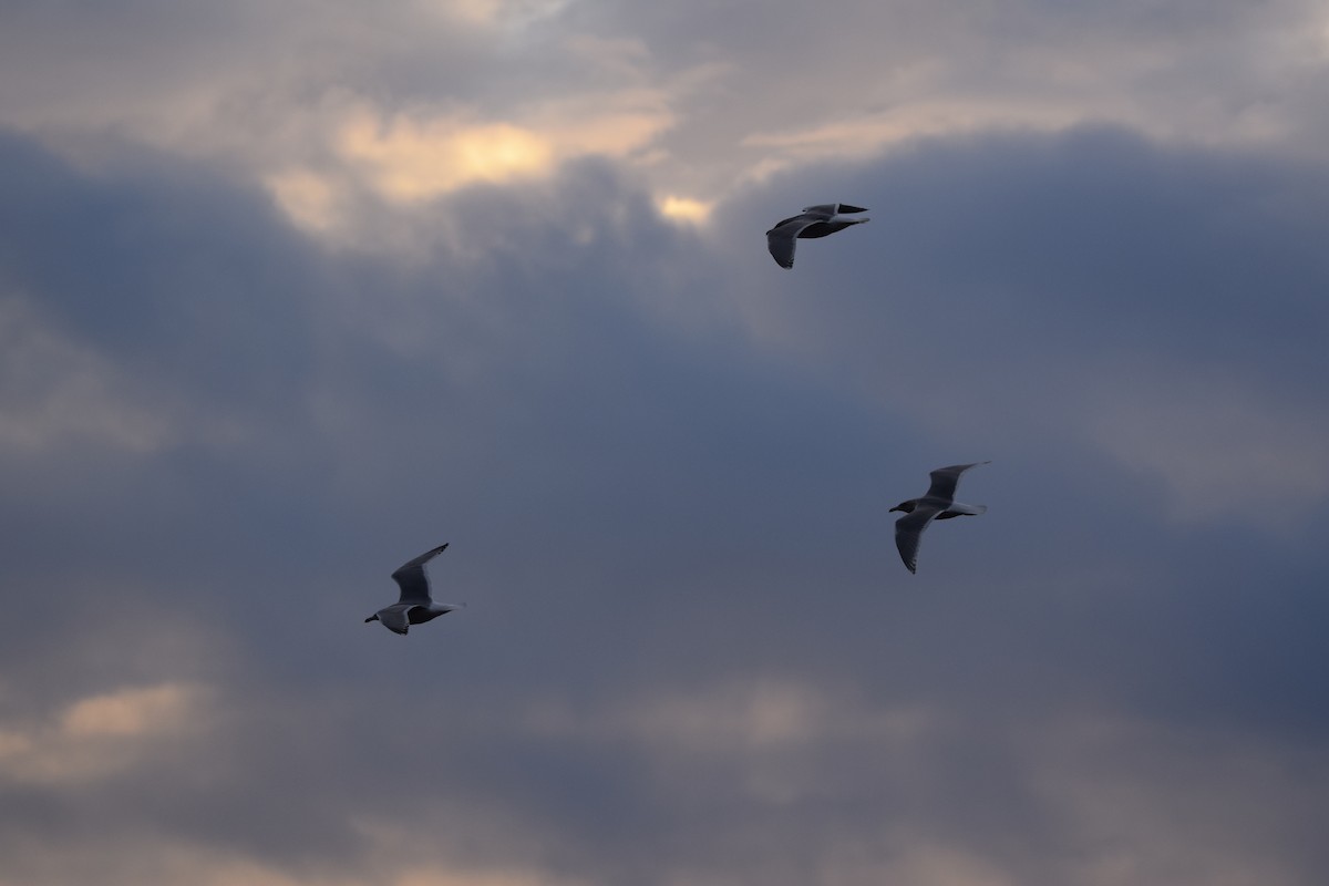 Möwe, unbestimmt - ML647335503