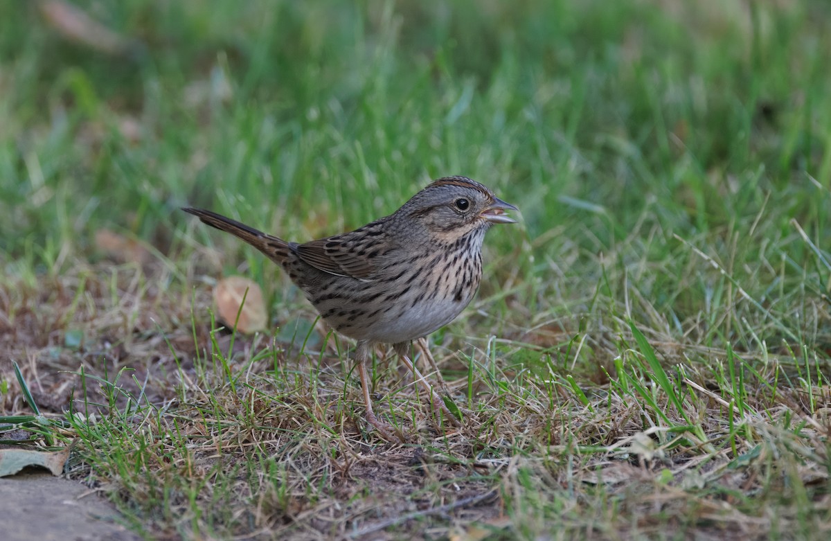 Lincoln's Sparrow - ML647335504