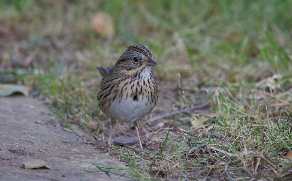 Lincoln's Sparrow - ML647335508