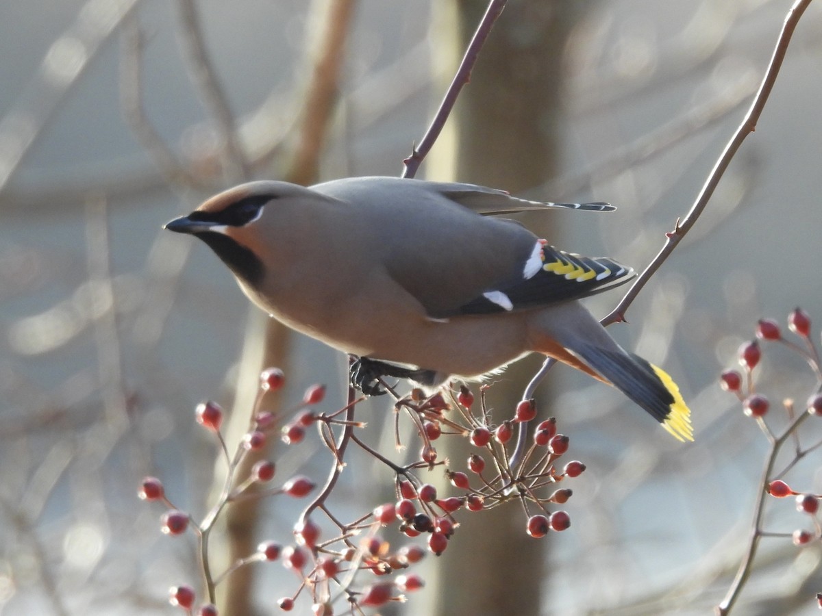 黃連雀 - ML647335509