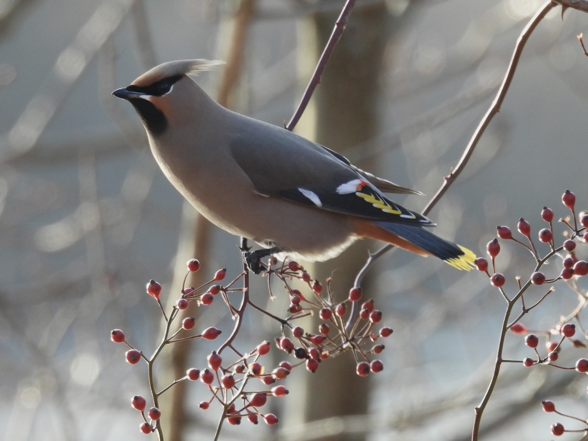 黃連雀 - ML647335510