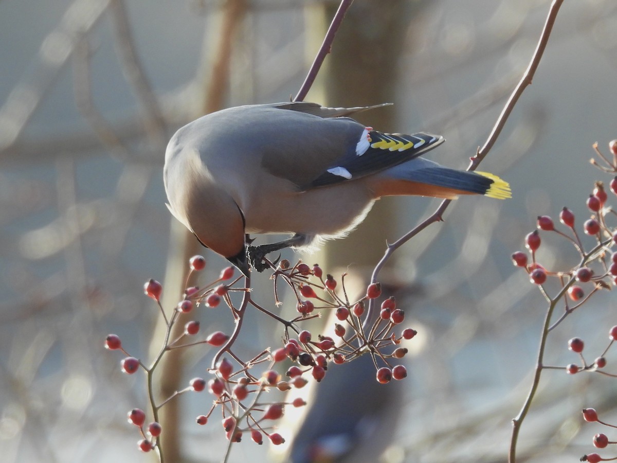黃連雀 - ML647335511