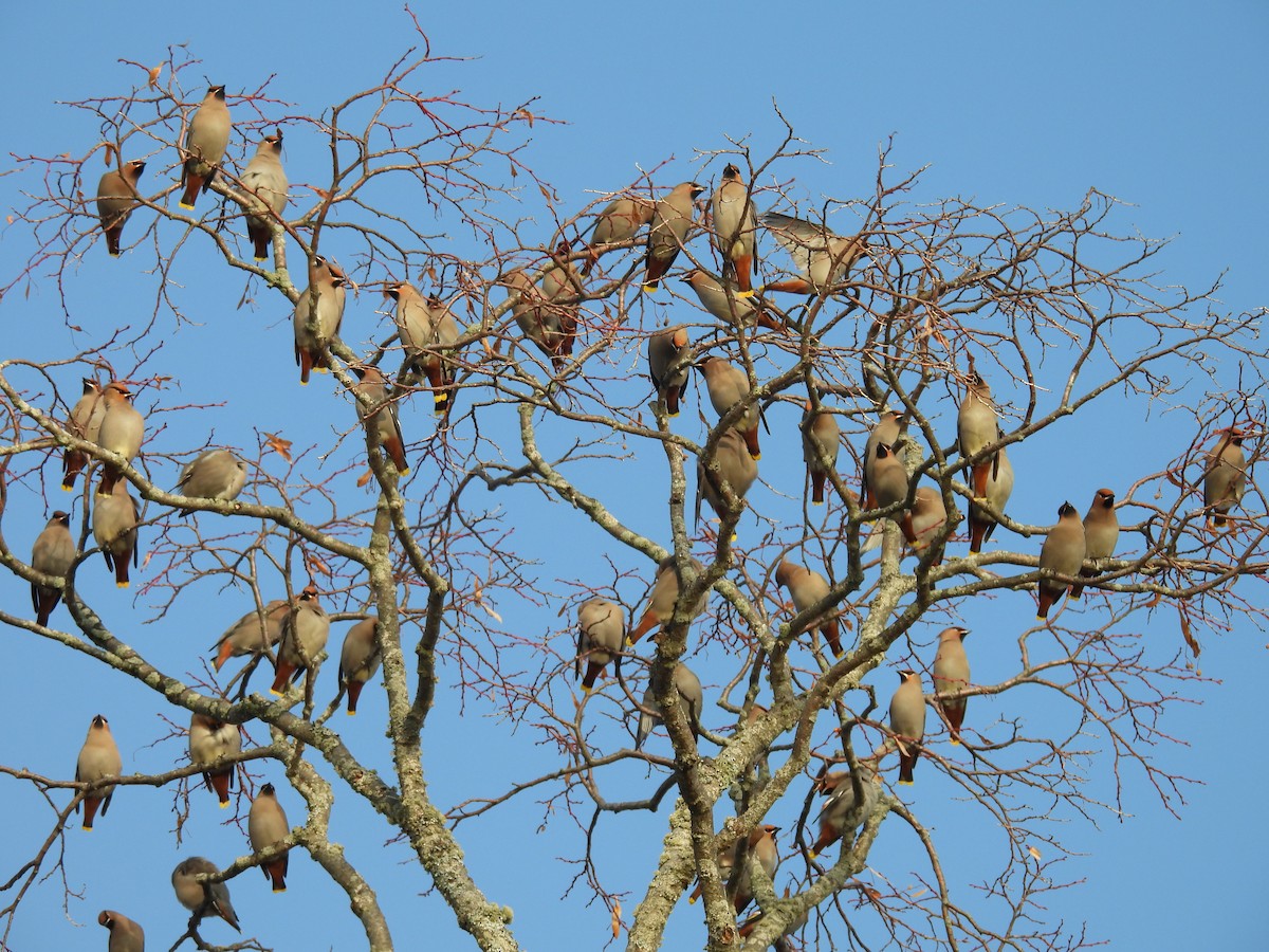 黃連雀 - ML647335512