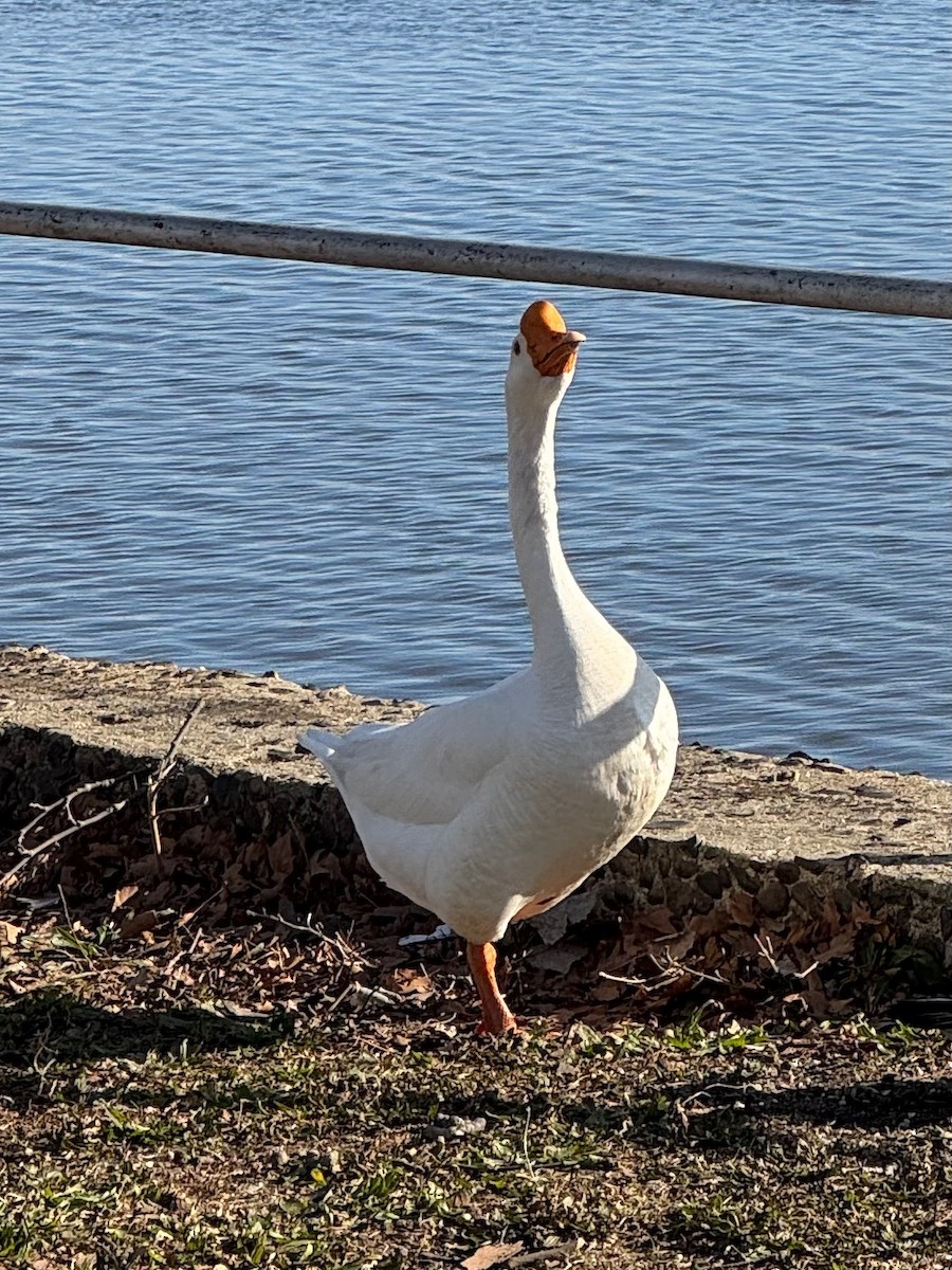 Гуска sp. (свійська) - ML647335513