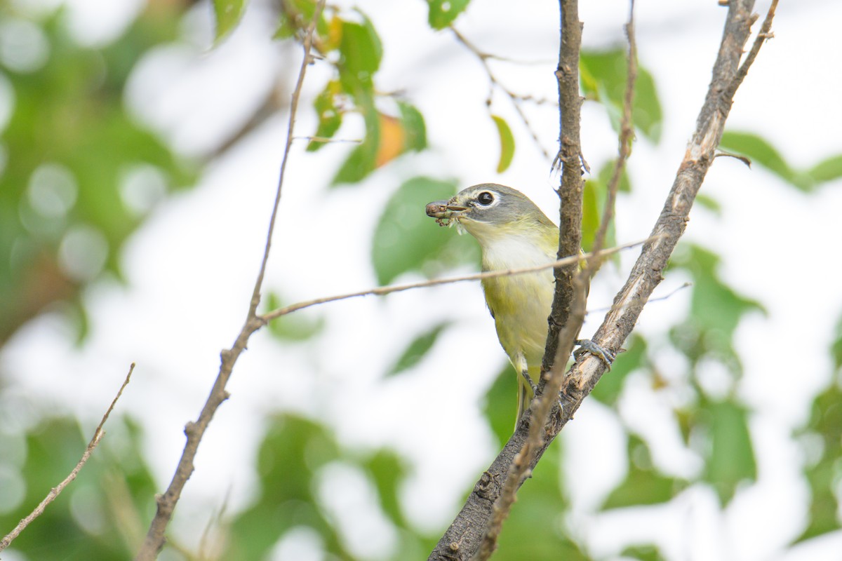 Blue-headed Vireo - ML647335525
