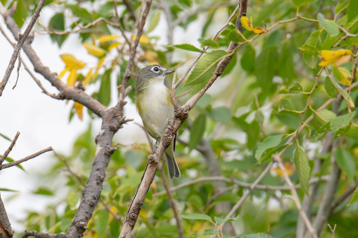 Blue-headed Vireo - ML647335526