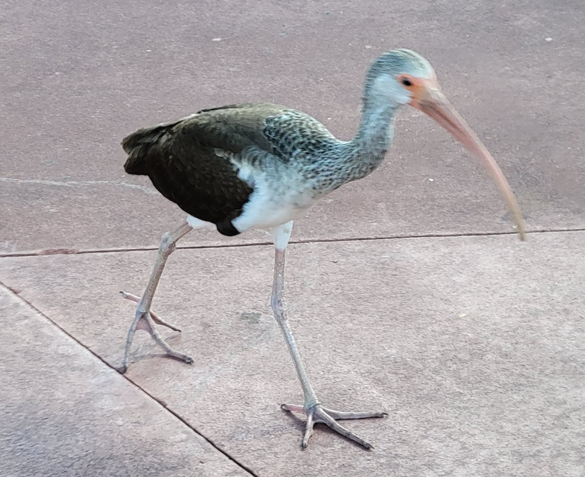 White Ibis - ML647335528