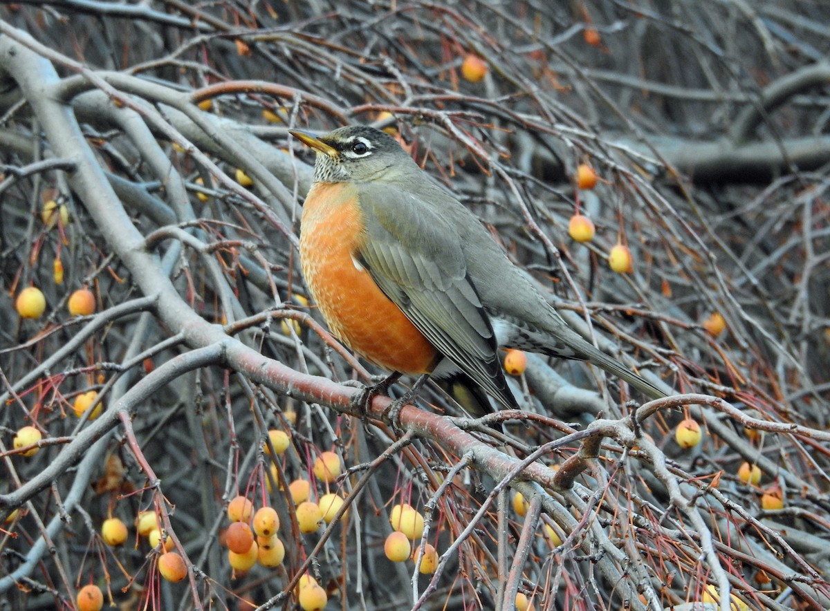 American Robin - ML647335530
