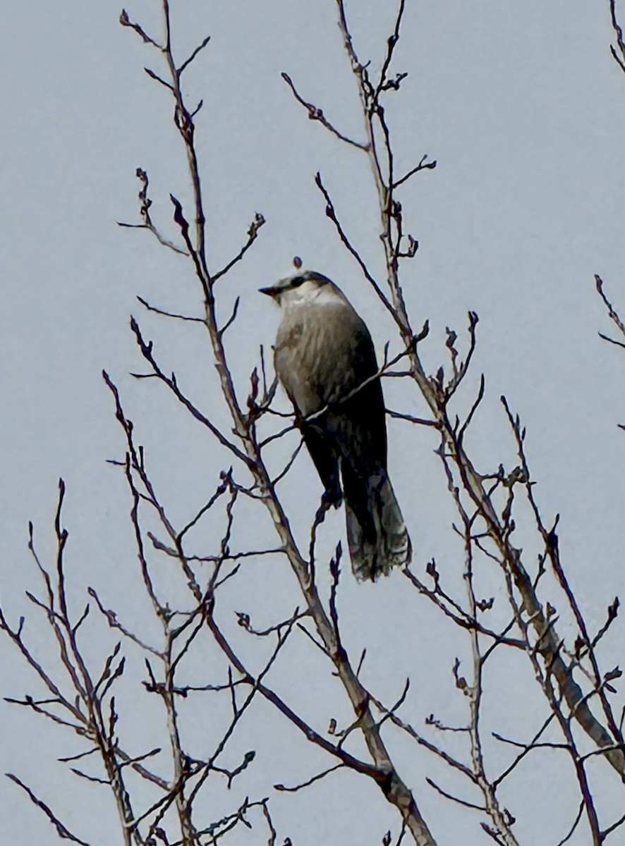Canada Jay - ML647335536