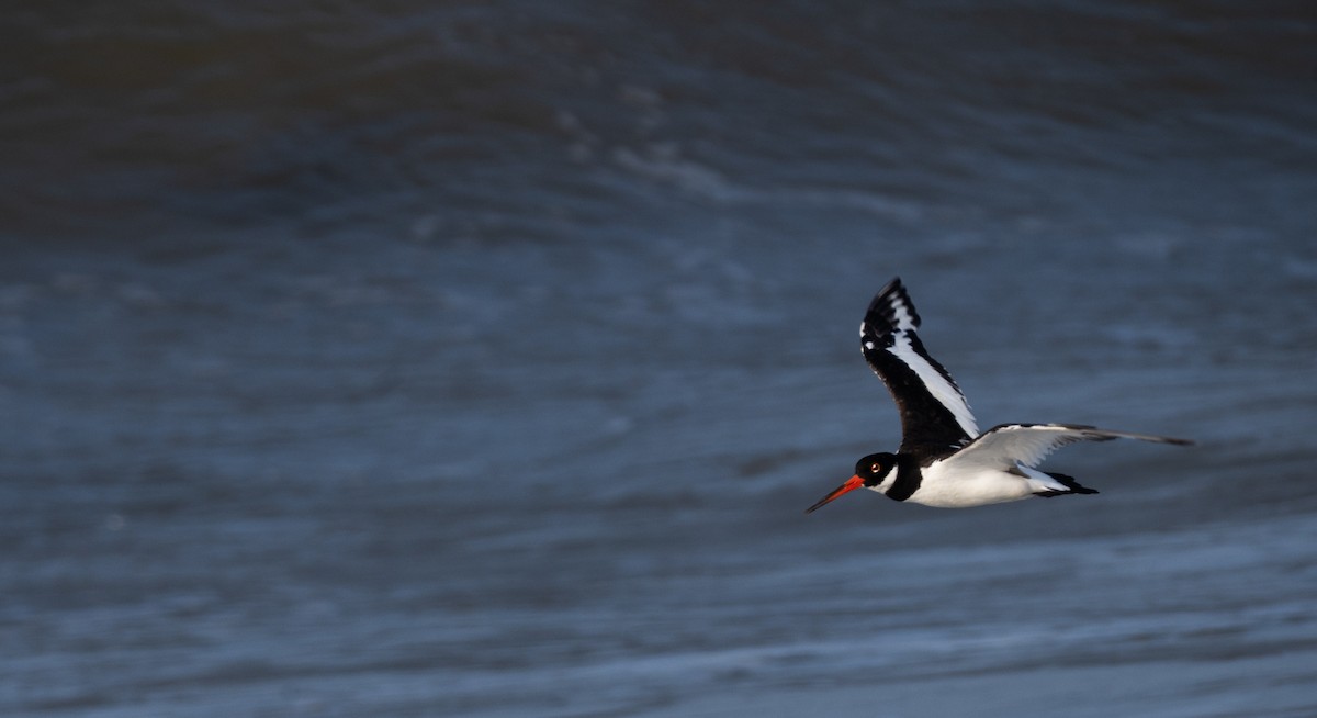 Eurasian Oystercatcher - ML647335538