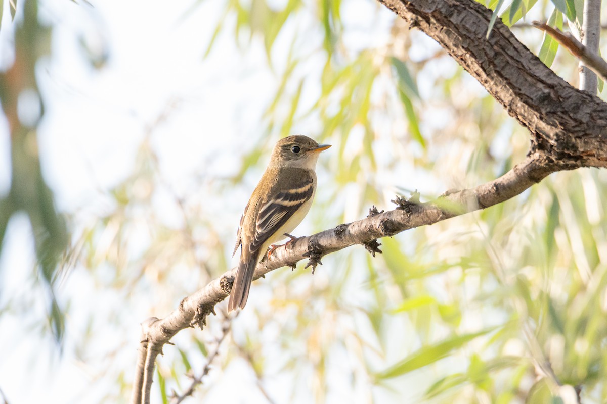 Alder Flycatcher - ML647335539